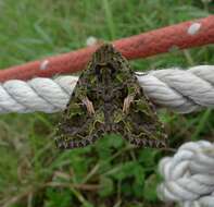 Image of orache moth