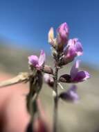 Sivun Astragalus hypoleucus Schau. kuva