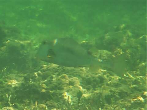 Image of Buffalo Trunkfish