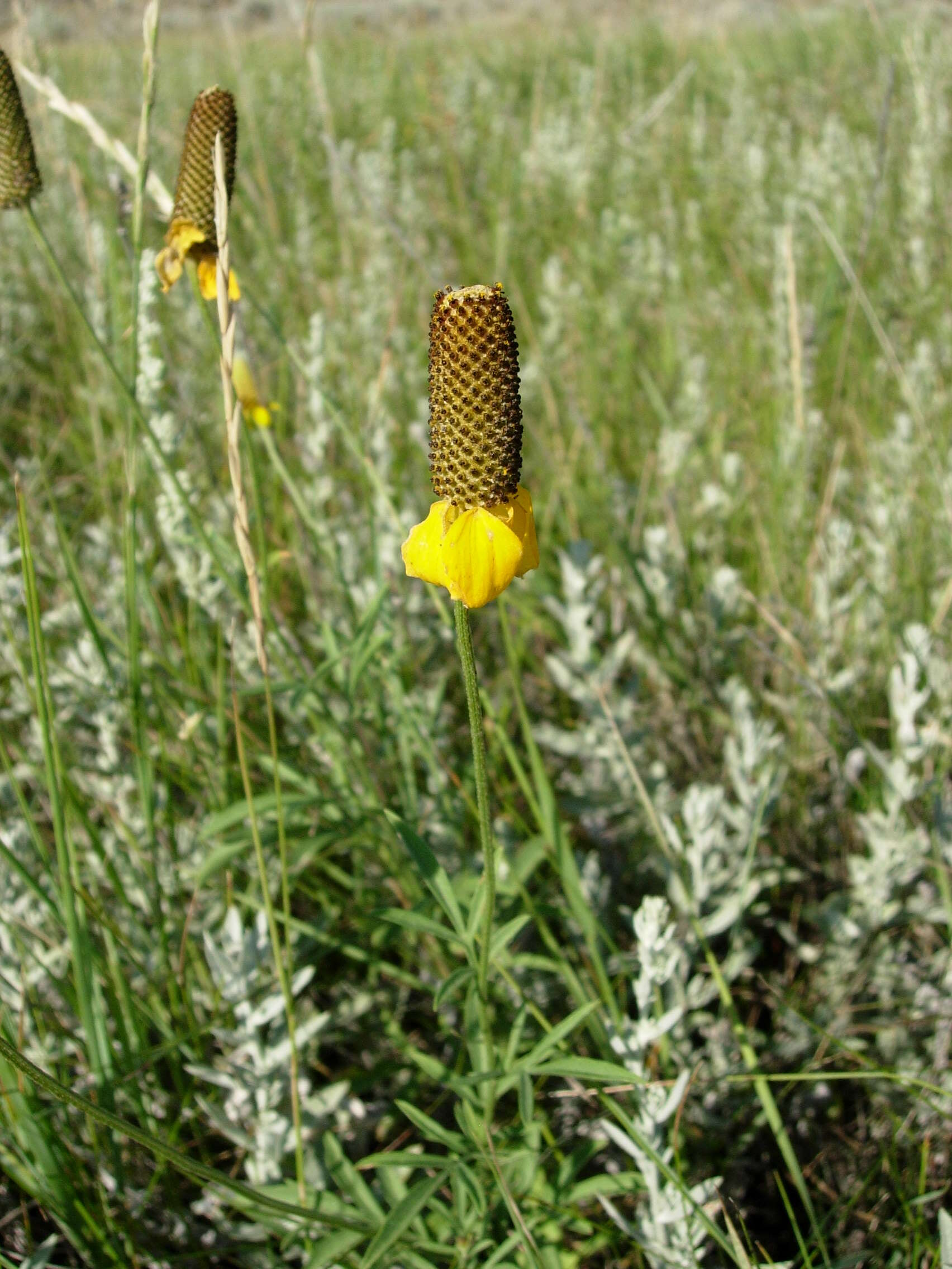 Image of Mexican hat