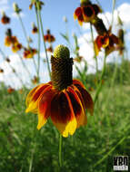 Image of Mexican hat