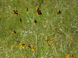 Image of Mexican hat