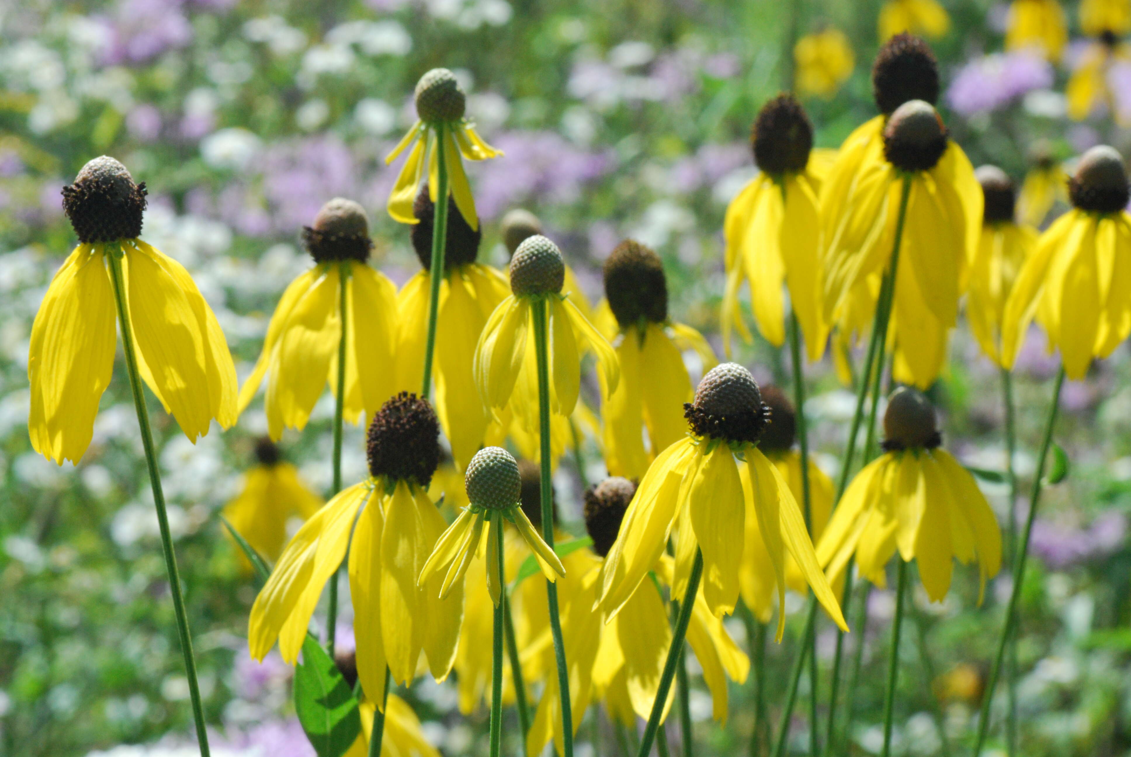 صورة Ratibida pinnata (Vent.) Barnh.