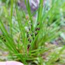 Juncus planifolius R. Br.的圖片