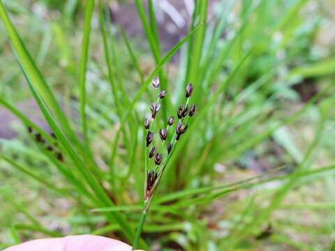 Juncus planifolius R. Br.的圖片