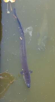 Image of Speckled longfin eel