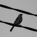 Image of Mangrove Honeyeater