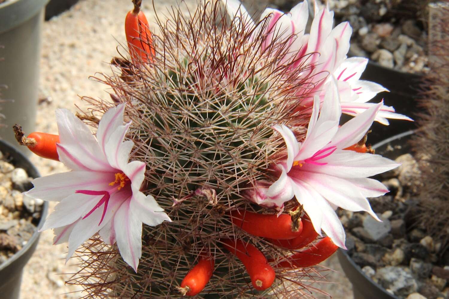 Image of Mammillaria albicans subsp. fraileana (Britton & Rose) D. R. Hunt