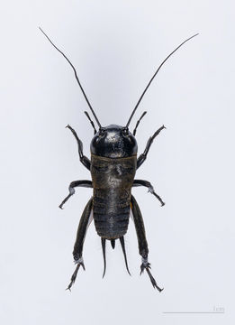 Image of Field cricket
