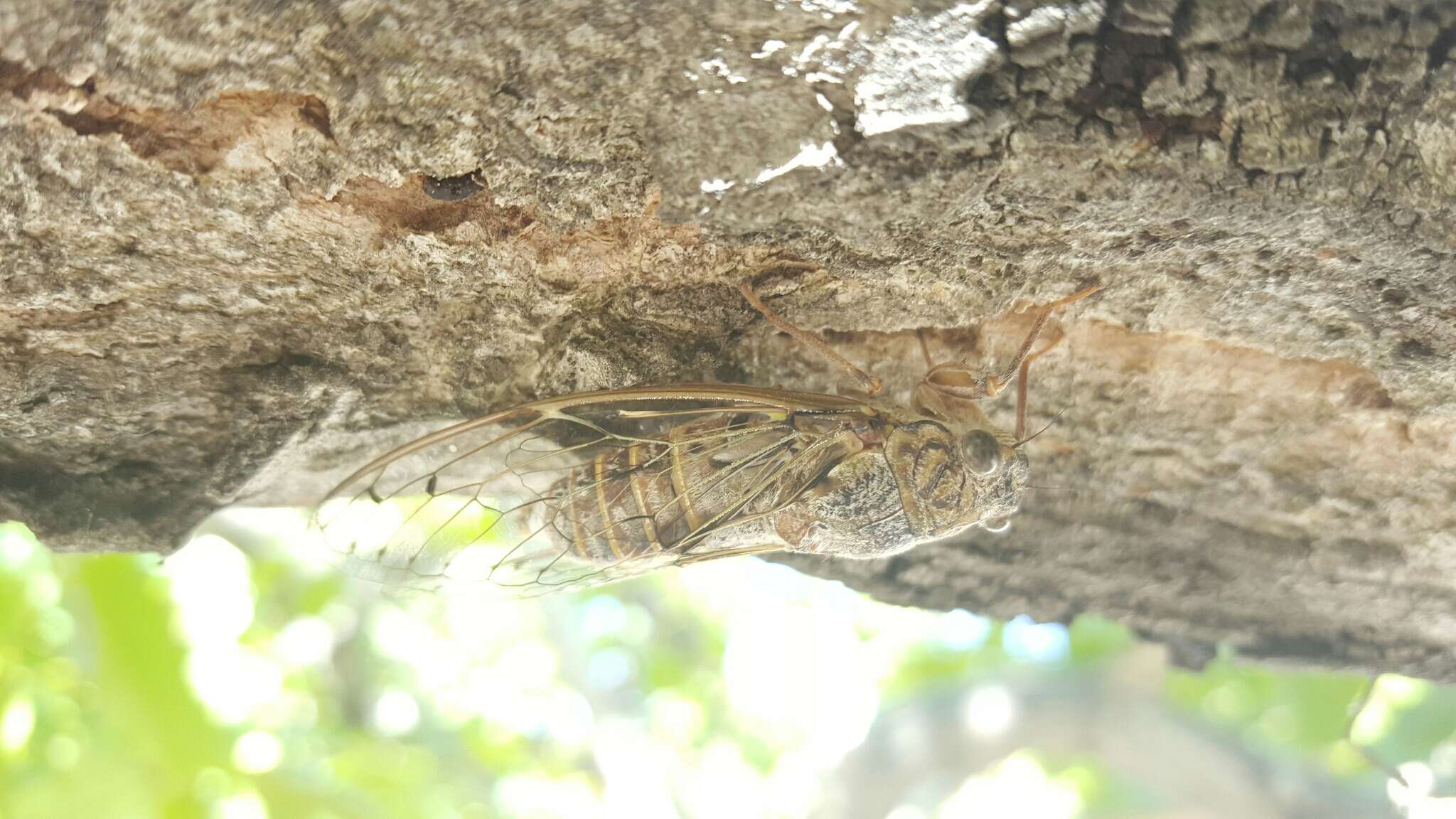 Image of Cicada cretensis Quartau & Simoes 2005