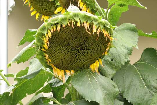 Image of common sunflower