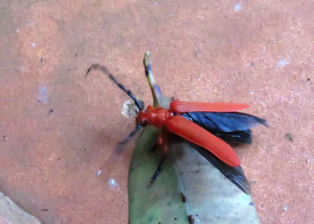 Image of Stenoderus concolor MacLeay 1826