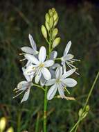 Image of Branched St Bernard's lily