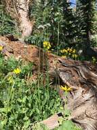 Image of Cordilleran Valerian