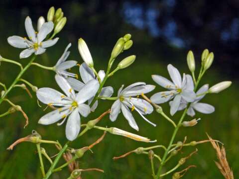 Image of Branched St Bernard's lily