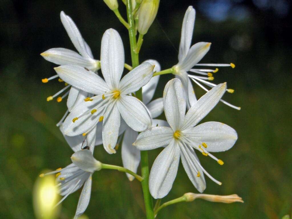 Image of Branched St Bernard's lily