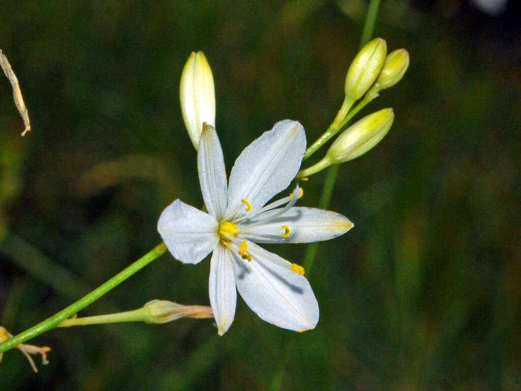 Image of Branched St Bernard's lily