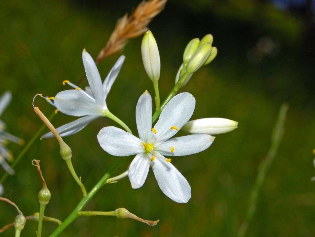 Image of Branched St Bernard's lily