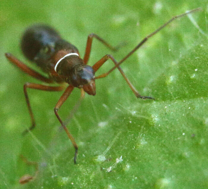 Image of Closterocoris amoenus (Provancher 1887)