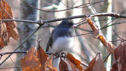 Image of juncos