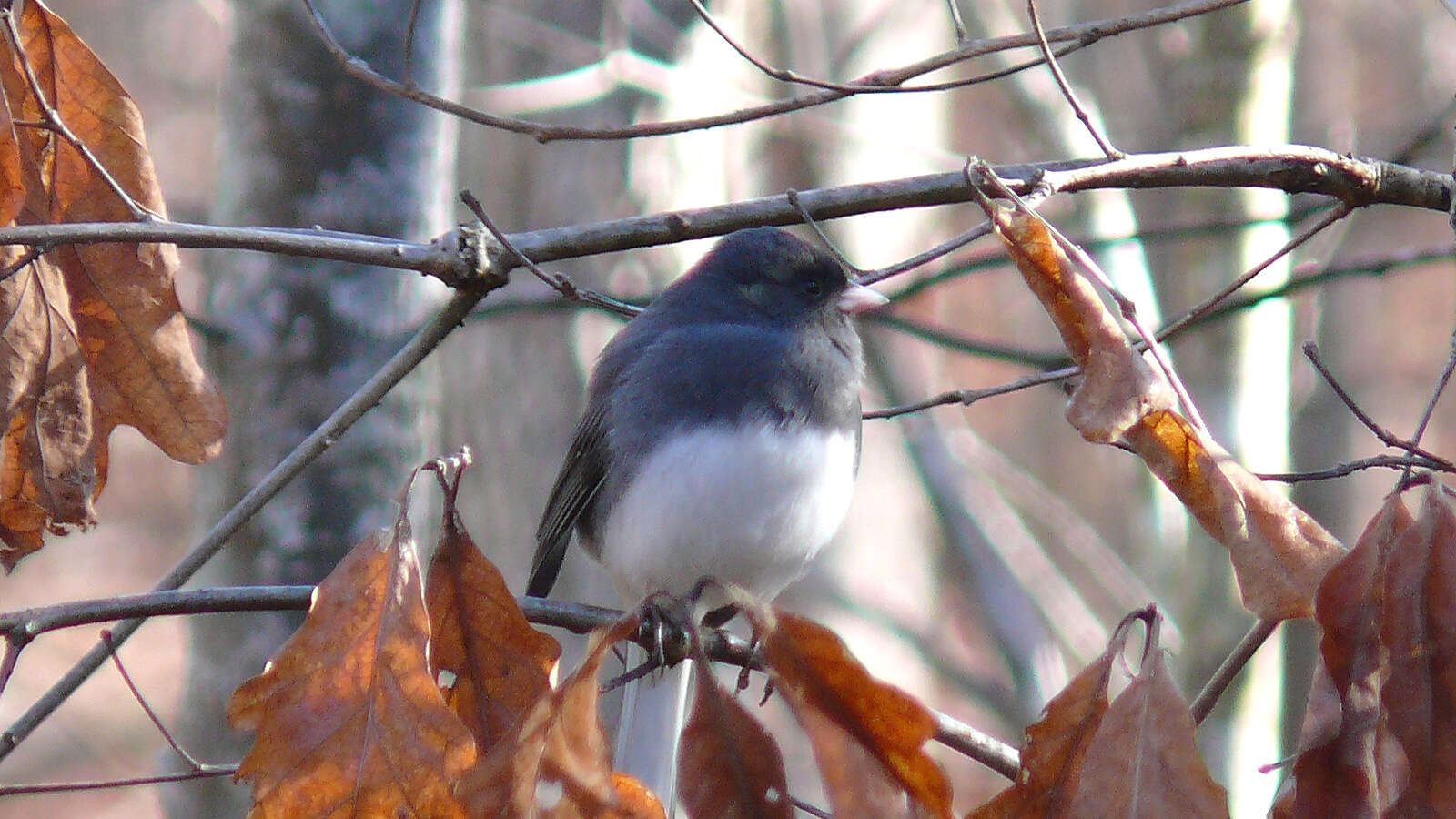 Image of juncos