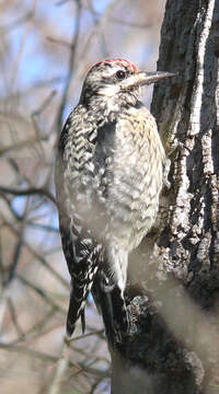 Image of Sapsucker