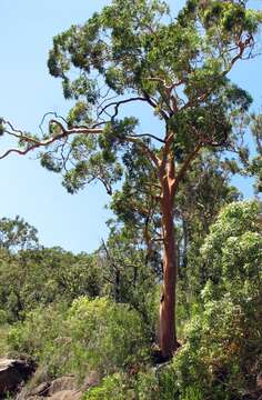 Image of Brittle Gum