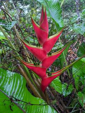 Image of Dwarf Jamaican Heliconia