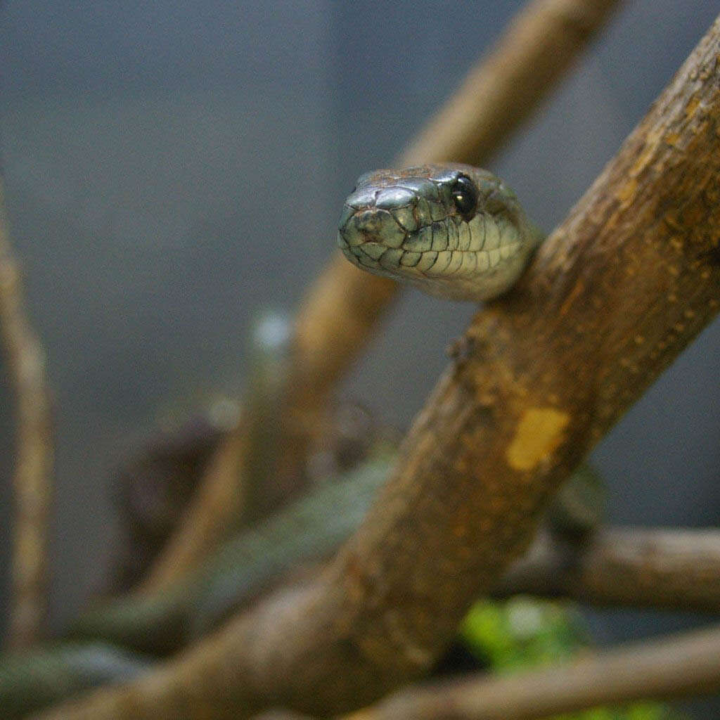 Image of Japanese Rat Snake