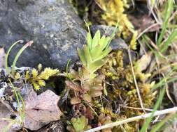 Image of Coast Range stonecrop