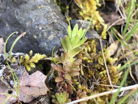 Image of Coast Range stonecrop