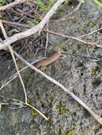 Image of Cuban slug