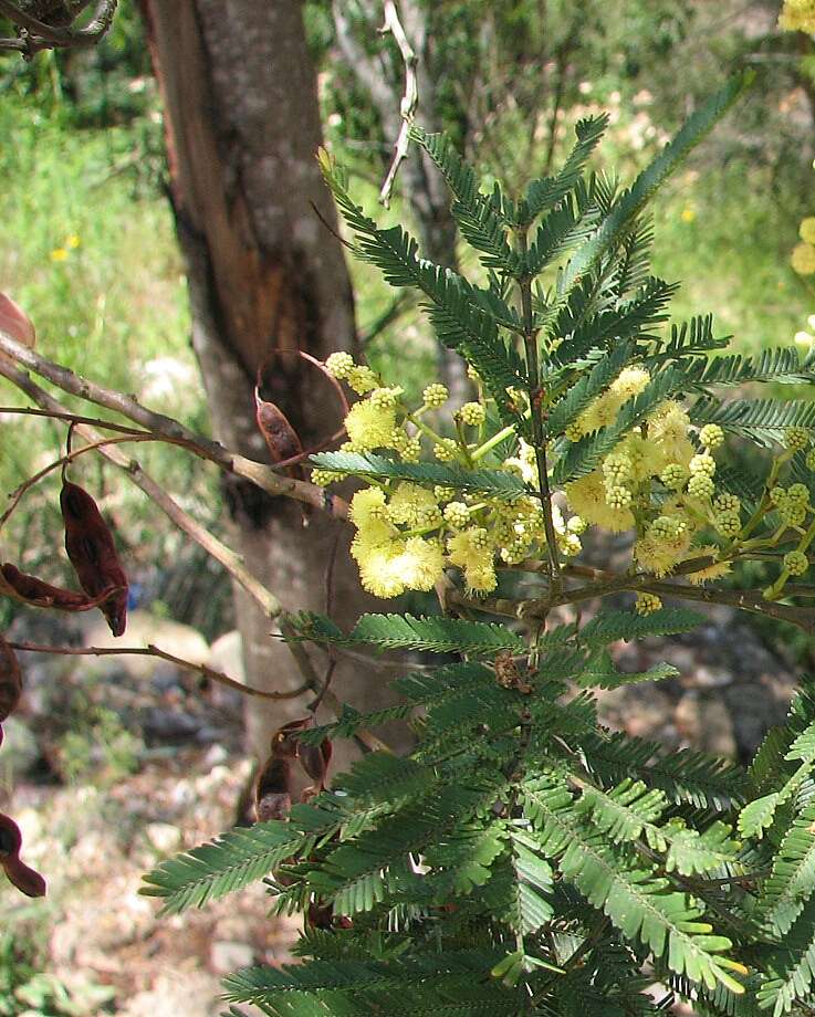 Слика од Acacia parramattensis Tindale