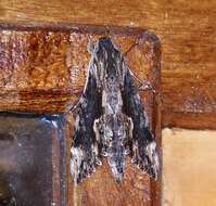 Image of Oleander sphinx moth