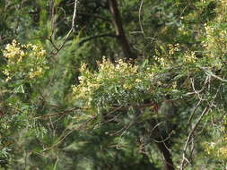 Acacia parramattensis Tindale的圖片