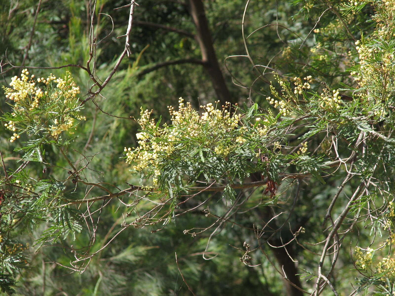 Слика од Acacia parramattensis Tindale