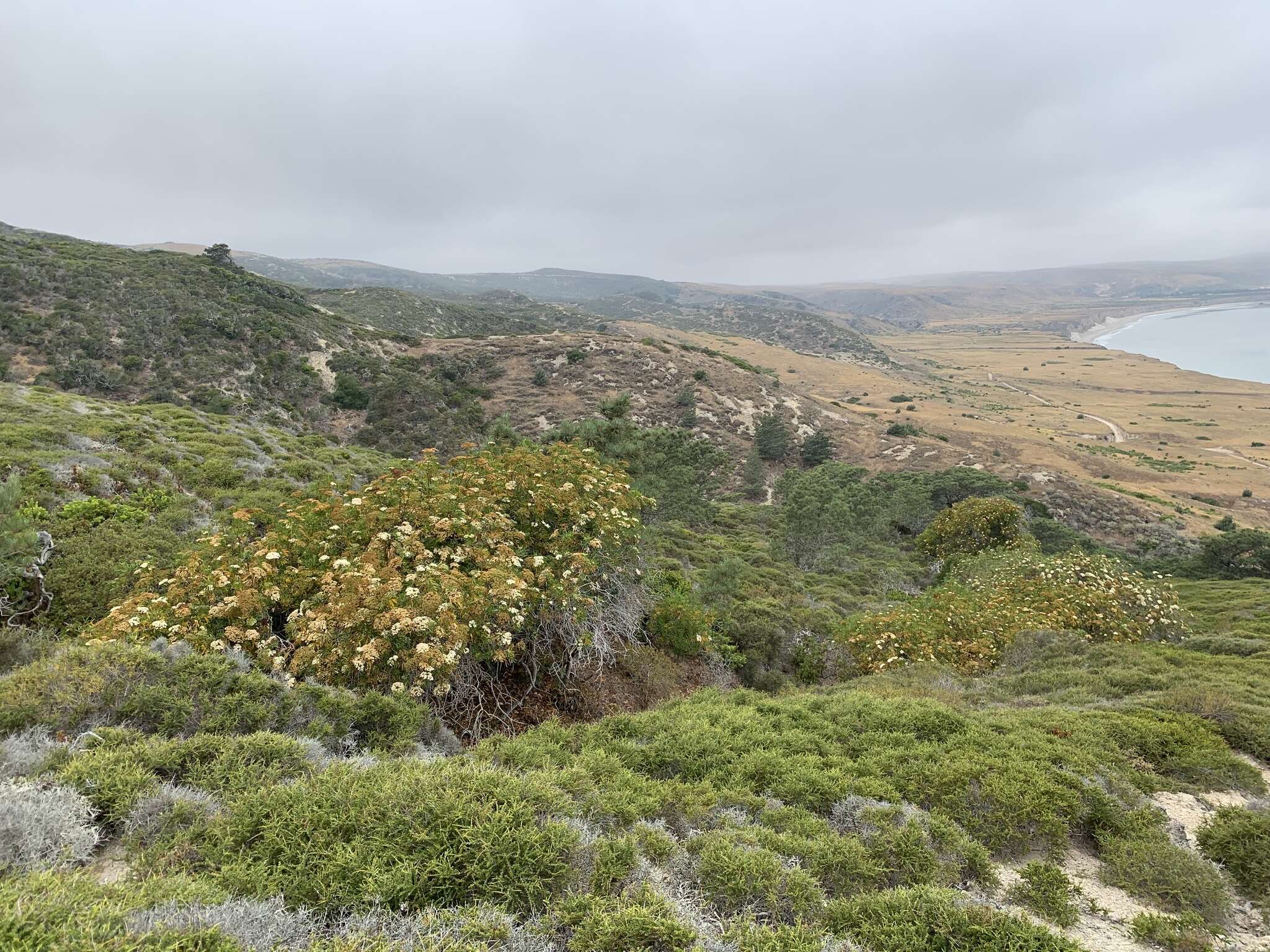 Image of Catalina ironwood