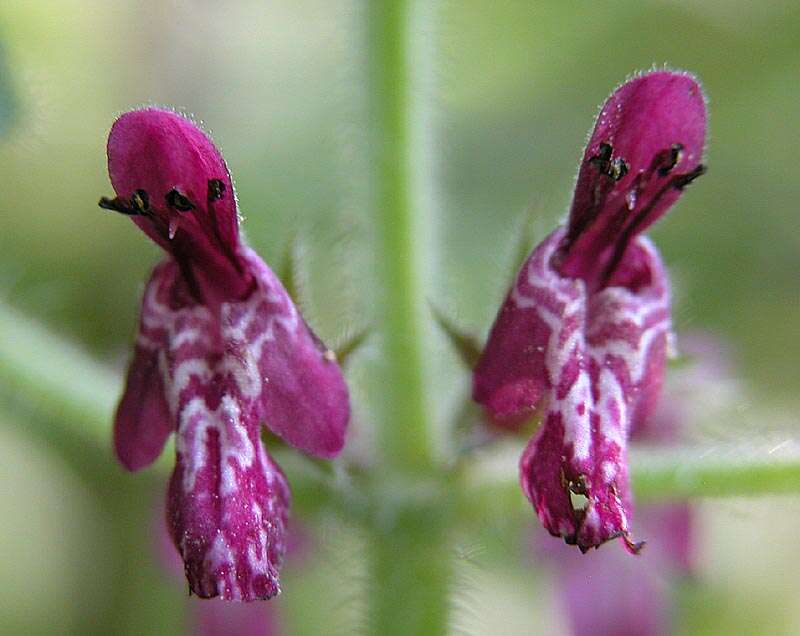 Image of hedge nettle