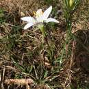 Zephyranthes atamasco (L.) Herb. resmi