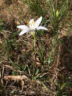 Zephyranthes atamasco (L.) Herb. resmi