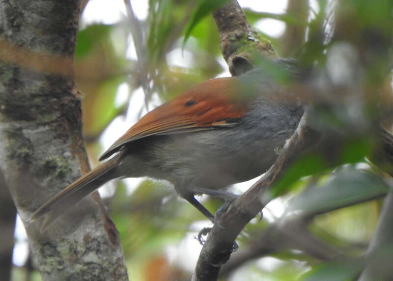 Image of Rufous-backed Antvireo