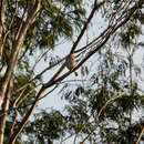 Image of Cuban Pygmy Owl