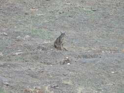 Image of Iberian lynx