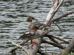 Mergus merganser americanus Cassin 1852的圖片