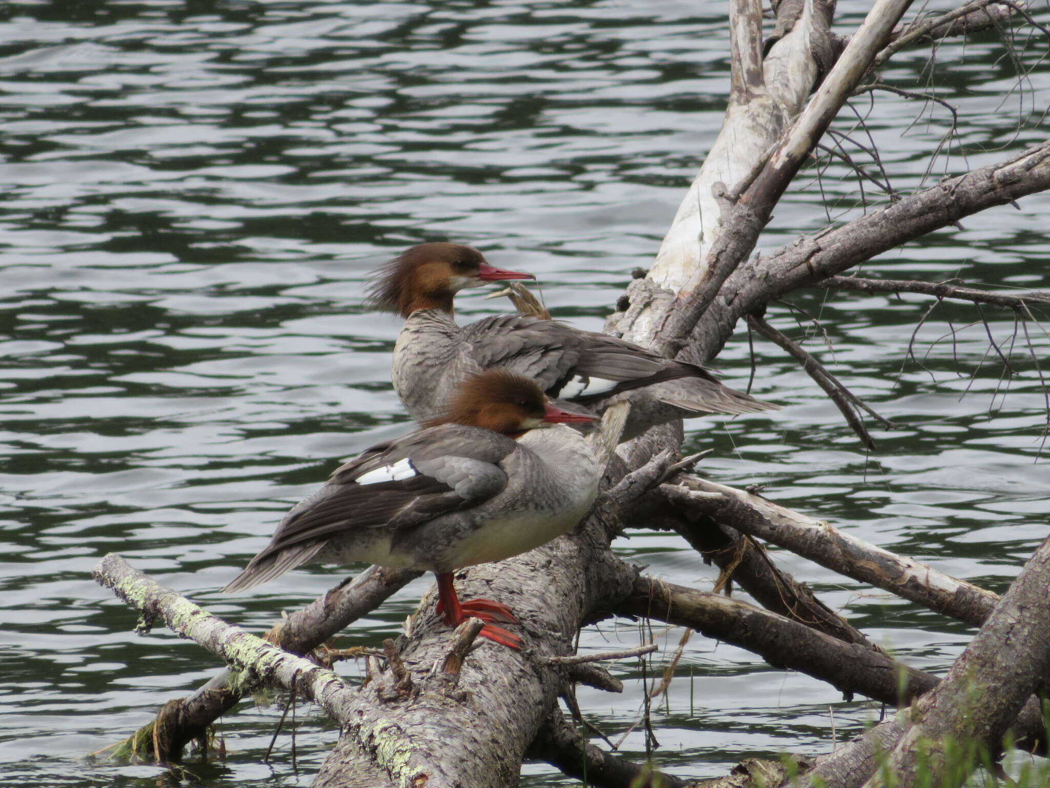 Image of Mergus merganser americanus Cassin 1852