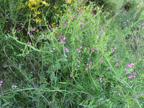 Imagem de Lathyrus clymenum L.