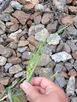 Image of Hordeum vulgare subsp. vulgare