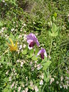 Image of Pisum sativum var. macrocarpum