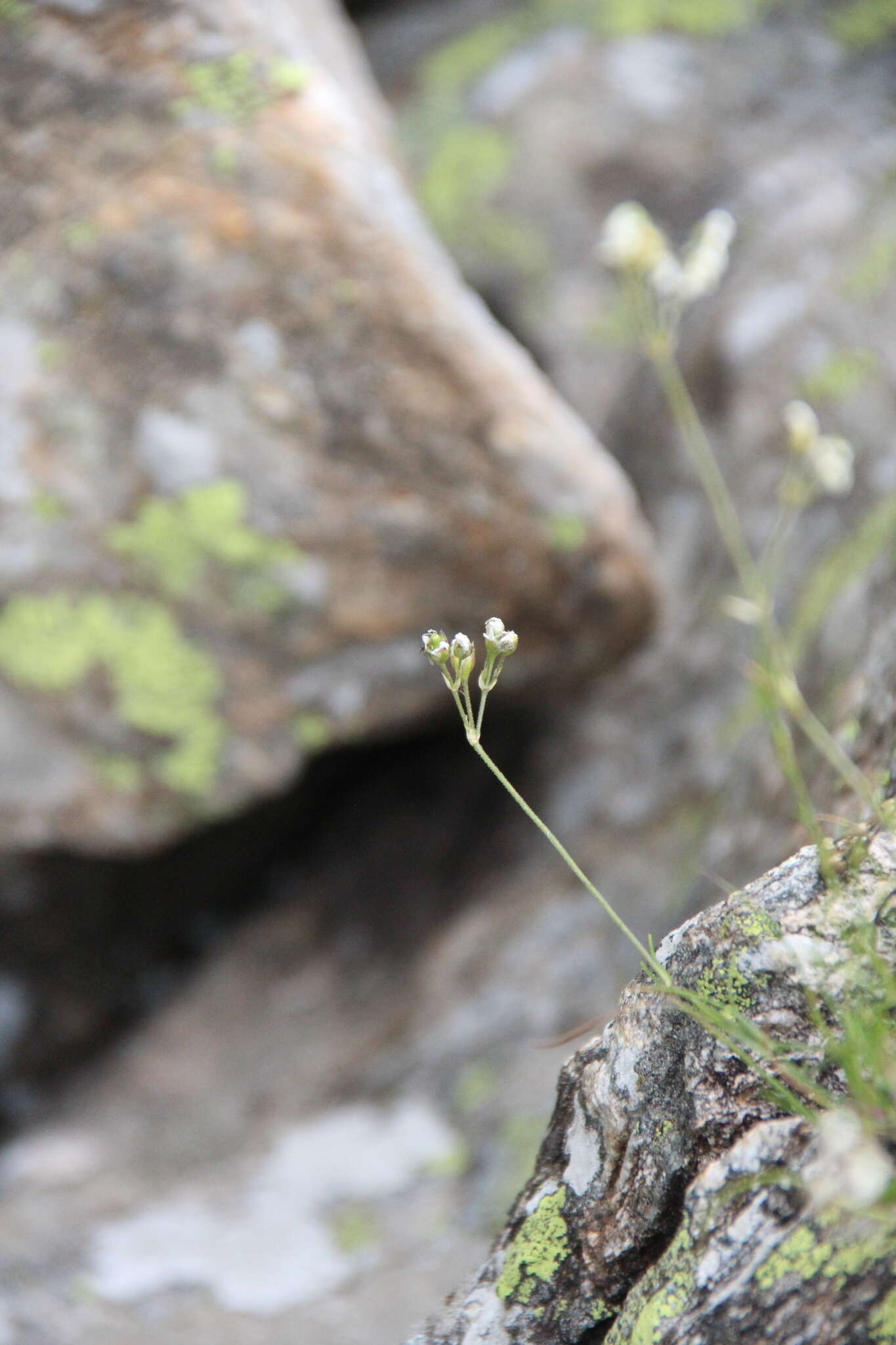 Image of Eremogone lychnidea (M. Bieb.) Rupr.