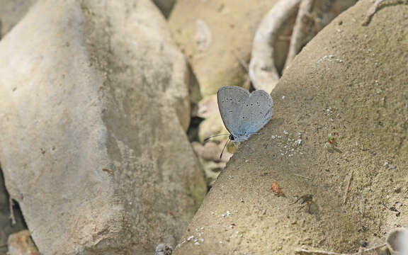 Image of Lorquin’s Blue